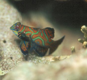 Mandarin fish taken in Palau.  Equipment:  Nikon N90s, Aq... by Beverly Speed 